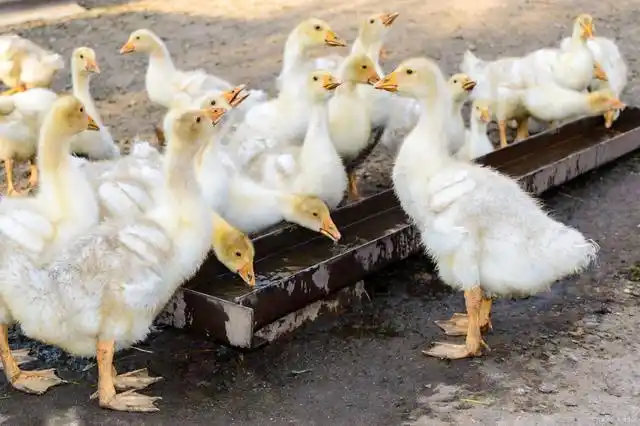 孵化鹅苗的最佳温度和湿度