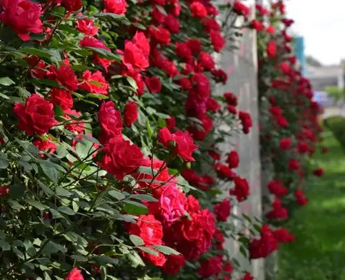 红蔷薇