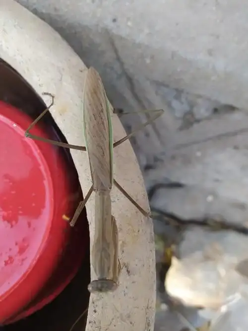 螳螂想喝水我们方言叫它刀郎德州昆虫