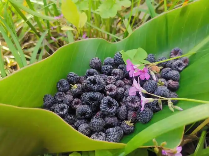 野生树莓免费采摘