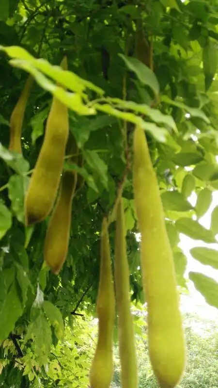 园艺人眼中的紫藤花