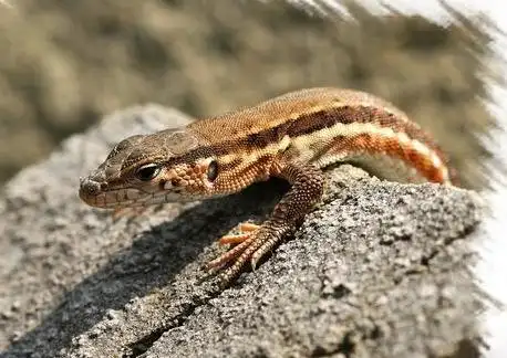 请问这个蜥蜴的是什么种类,什么名字