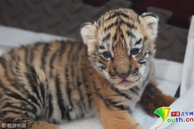 黑龙江东北虎林园全年新增东北虎宝宝98只