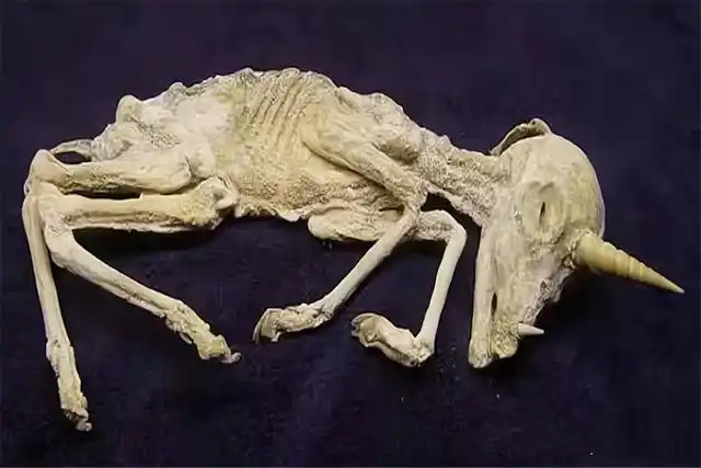 西伯利亚曾发现远古化石,或改写独角兽历史!