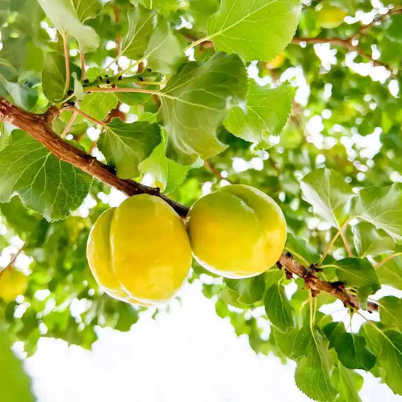 敦煌李广杏被誉为"敦煌水果之王".每年6月底至7 - 抖音