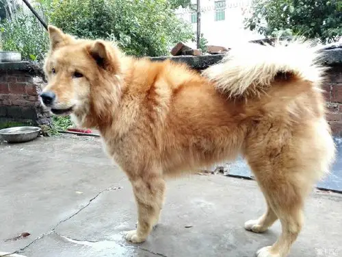 【图】其实土狗挺适合养的._1_深圳论坛_爱卡汽车