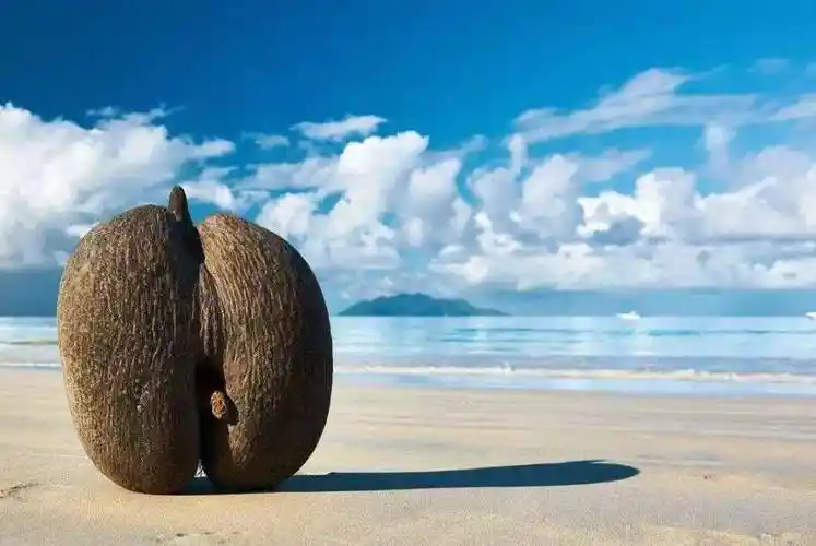 塞舌尔的海椰子是一种什么它极可能是现存的最古老的树