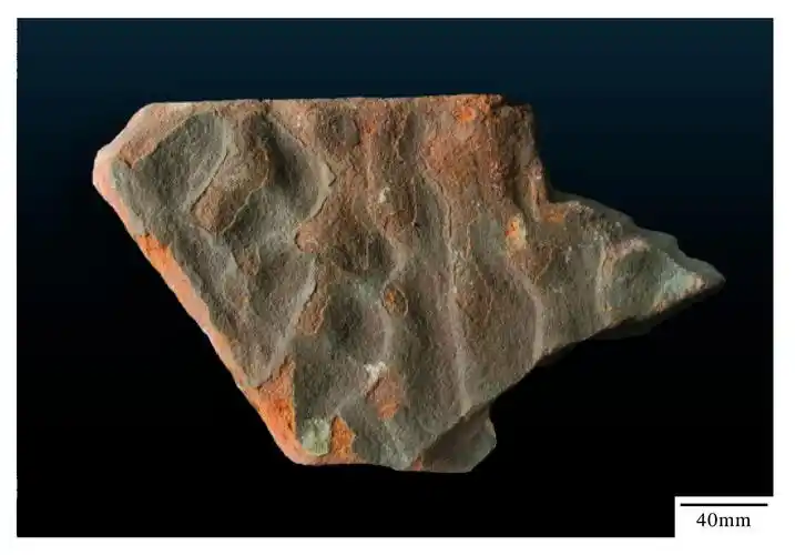 课后沉积岩标本浏览