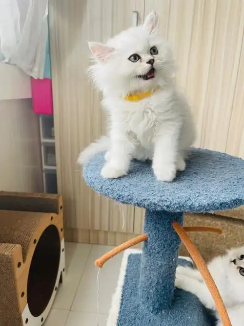 金吉拉幼猫成长日记