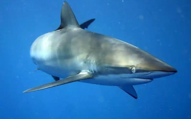carcharhinus acronotus