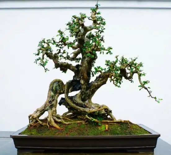 刘传刚博兰盆景系列之一 ——《树木盆景篇》