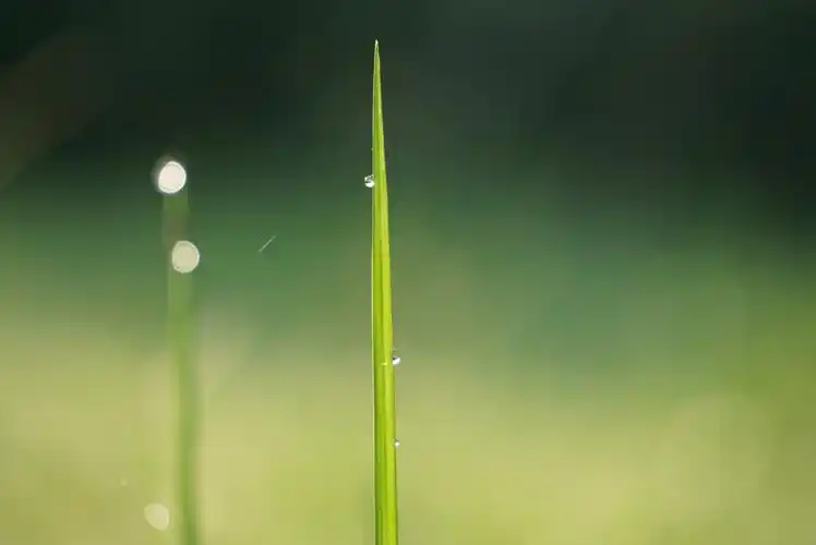 露水小草图片唯美大自然露水小草