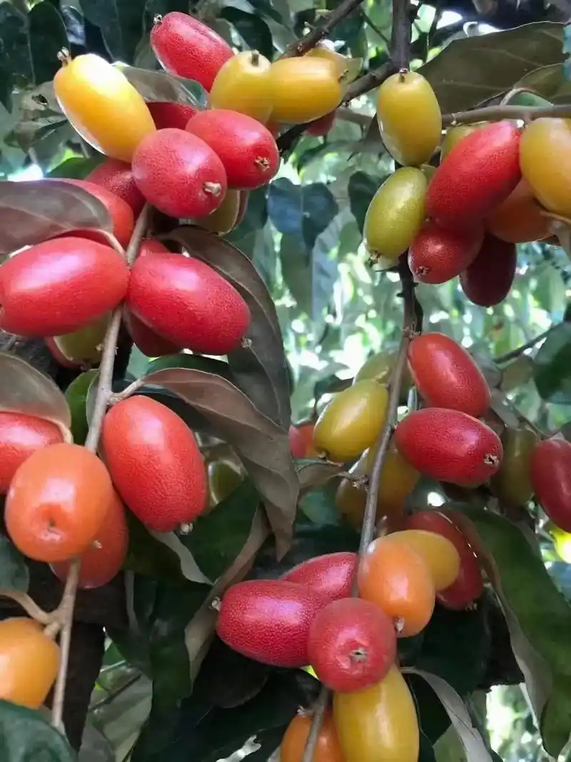 羊奶果 #新鲜采摘 #原生态水果 羊奶果拌辣椒面绝了 - 抖音