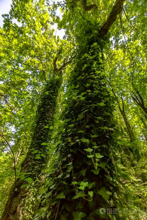 大树, 藤本植物爬上华盛顿的树冠照片-正版商用图片0yy0h7-摄图新视界