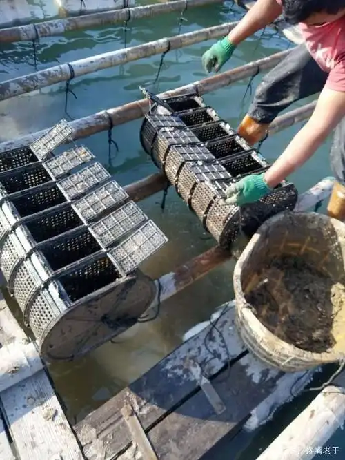 但是,像在南方吊笼养殖的海参,生长周期只有三个多月.