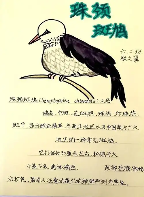 一张张漂亮美丽的珠颈斑鸠科普小卡片慢慢成型了,别出心裁的设计突显