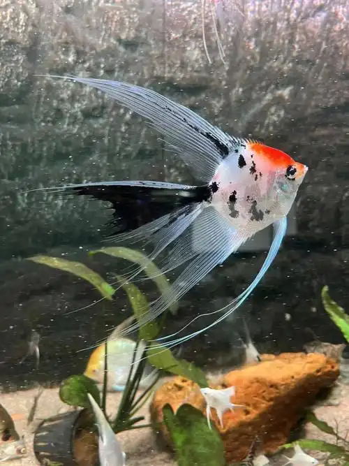 各种神仙种鱼热带观赏鱼耐养新手鱼