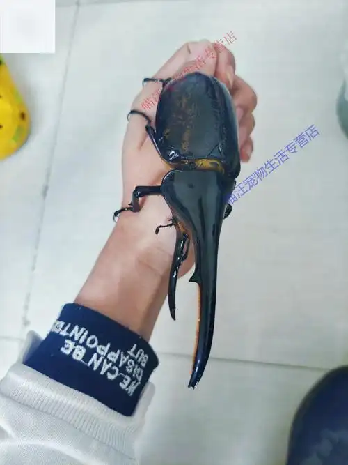 瑾伦长戟大兜虫dhh海格力斯甲虫爬虫活体另有战亚克锹甲 md血统dhh