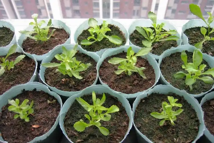 六倍利的播种方法