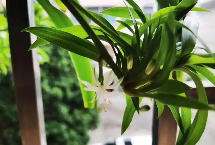 吊兰开花寓意好运到来