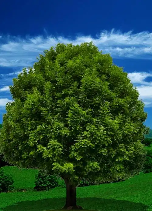 校园植物课堂2022年trella百树计划全国公开招募正式启动