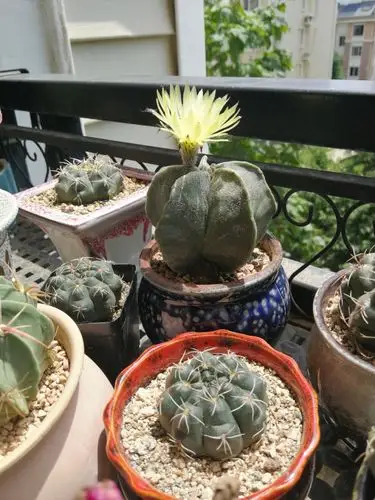 今天开了一颗五角鸾凤玉,期待四角的明天能开.