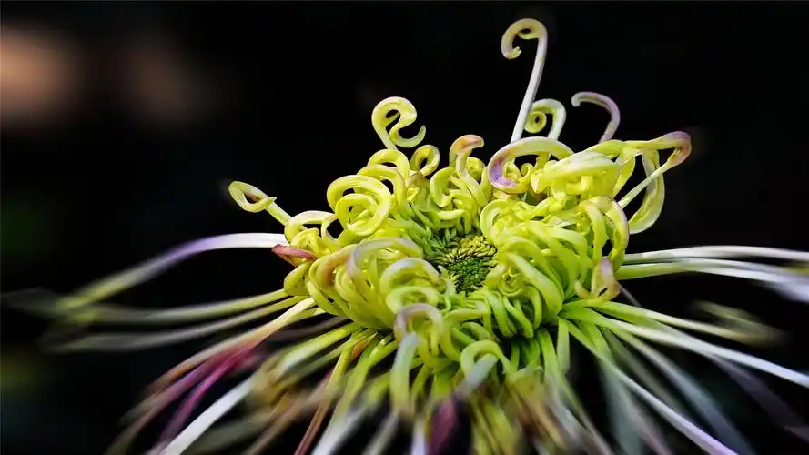 重阳佳节美丽菊花高清桌面壁纸