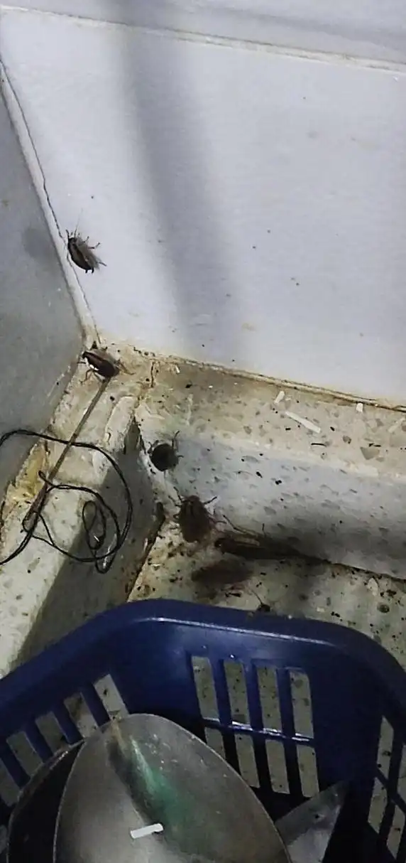 最近家里厨房出现很多这样的虫子,是蟑螂吗,用什么可以除掉这种虫