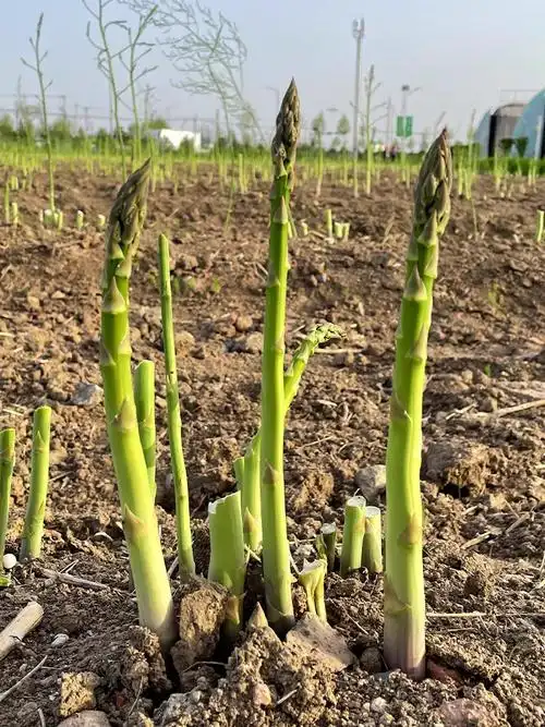 芦笋好种