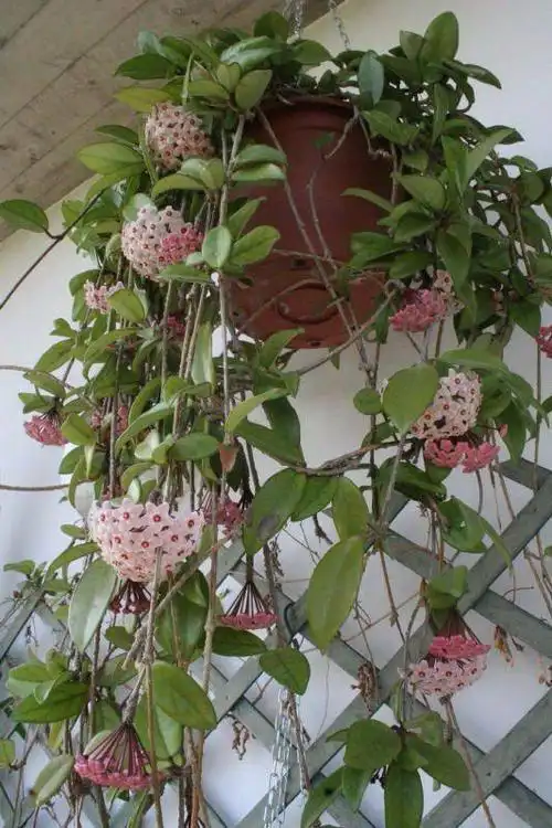 盆栽球兰养了两三年都不见长,为什么别人家都爬满了整个阳台