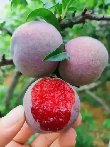 韶关翁源三华李广东省内包邮68元起抢正宗翁源三华李色质艳丽个大肉厚