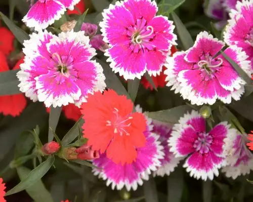 竹叶梅.2013.03.22 (14).jpg