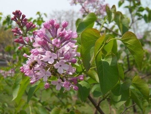 浓香型原生丛生小叶丁香花盆栽树苗花灌木庭院门前花树