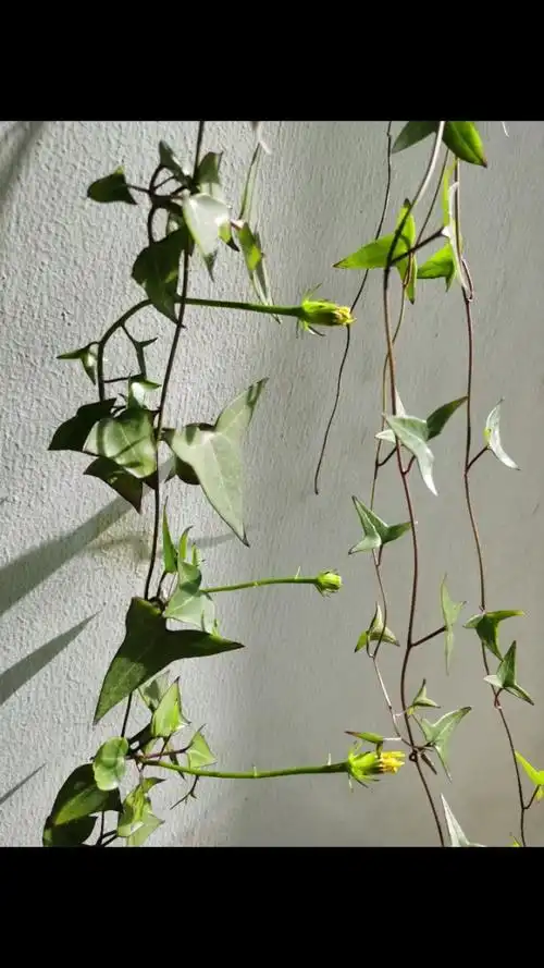 发现小惊喜～养了两年的常春藤居然开花啦939393