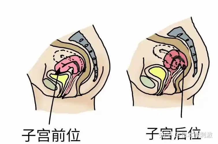 b超报告中的第一个描述的就是"子宫呈前/后位",位置到底代表