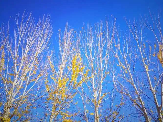 初冬的白杨