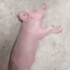 有一说一,今天我们还没给4am开会呢