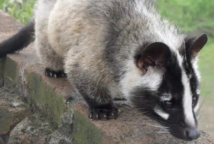 这个是果子狸,属于灵猫科棕榈狸亚科花面狸属,是猫形总科的,而獾是犬
