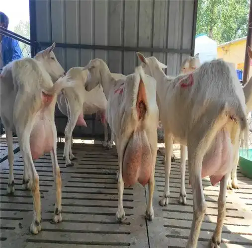 纯种萨能奶山羊养殖基地萨能奶山羊羊苗现货出售价格