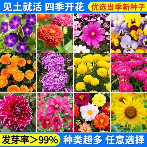 花种子大全阳台庭院四季盆栽牵牛花种籽红玫瑰康乃馨含羞草室内种