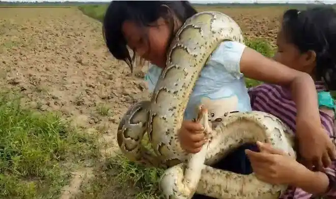 小女孩捉了一条蟒蛇和两条毒蛇全程淡定网友大开眼界