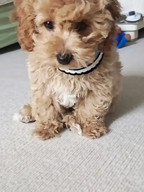 泰迪熊#可爱狗狗  #比熊泰迪串