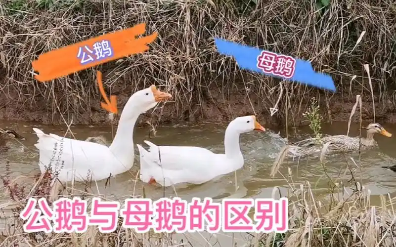 大白鹅如何区分公母?