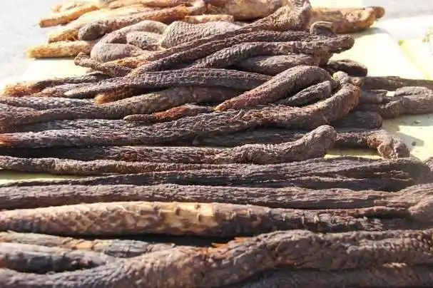 肉苁蓉补虚还补肾,吃肉苁蓉多久才有效果?