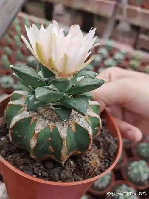 十大最贵仙人球推荐,值得收藏