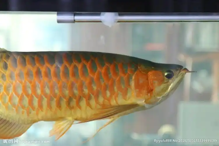 水族鱼缸红龙龙鱼图片