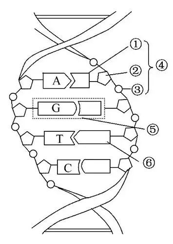 dna分子的这种结构称为双螺旋结构
