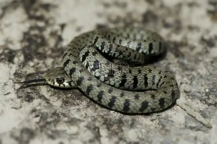 草蛇照片摄影图片