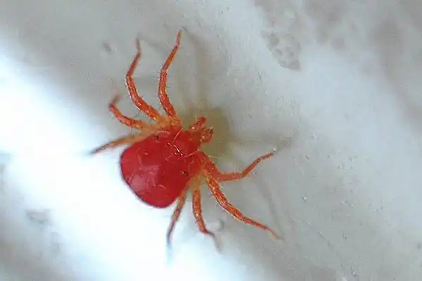 红蜘蛛怎么防治?用什么药最有效