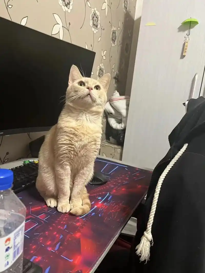 长春市乳色橘猫无偿领养.长春 乳色橘猫 一岁左右 男孩 姓名